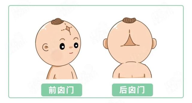 受新生儿囟门启发科学家用软材料制作硬骨头
