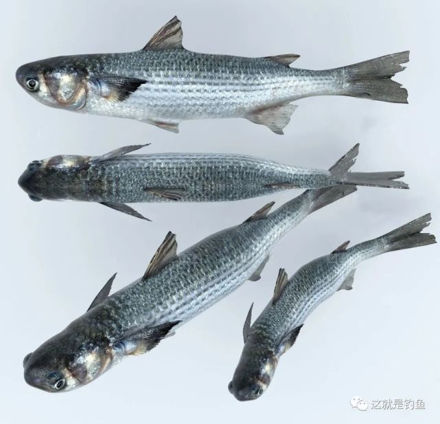 鯔魚梭魚傻傻分不清——鯔魚|鯔魚|梭魚|淡水