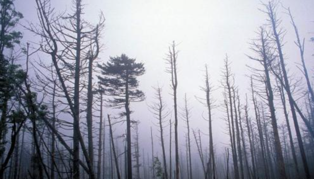 酸雨降落到土壤中,会造成土壤的酸化,伤害花草和庄稼,甚至还会腐蚀