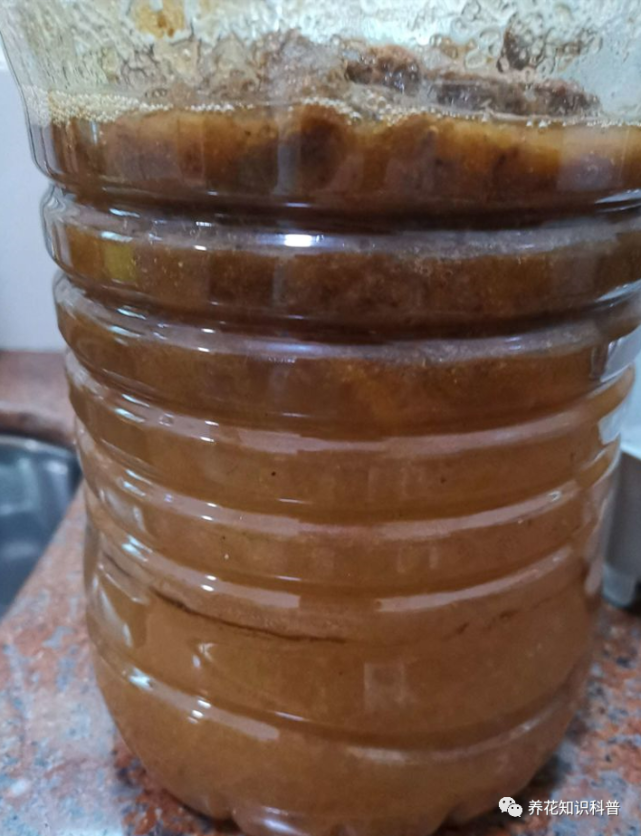 用香蕉皮自制上好的有机钾肥,养花效果非常好