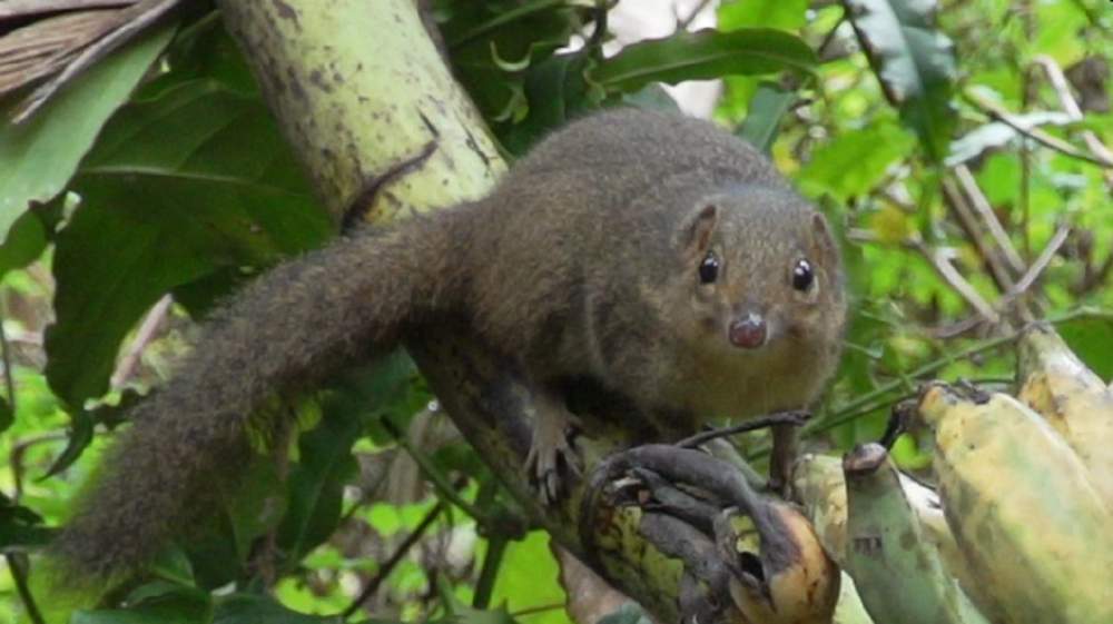一度被认为灭绝的"树鼠"竟神秘隐藏在广西龙67峡