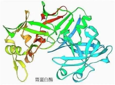 内脏黏膜保护作用及胃蛋白酶分泌的调节