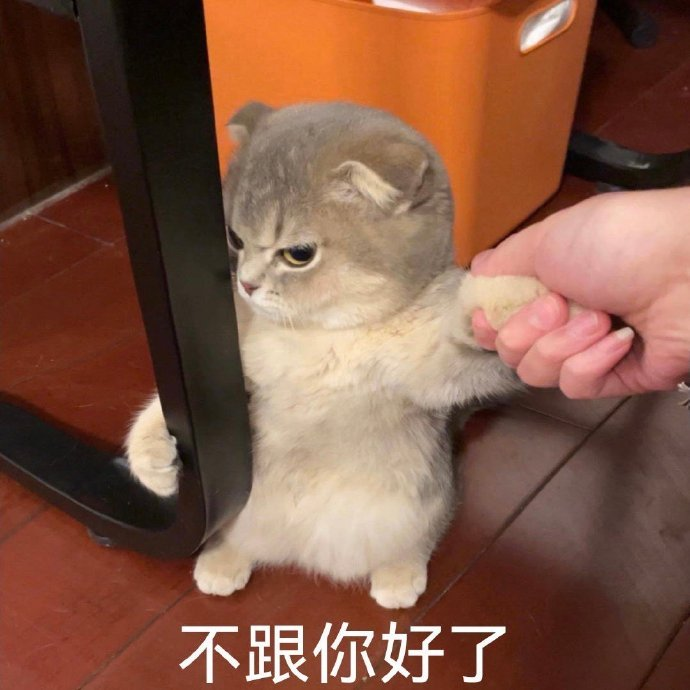 刚睡醒什么事丨第299期猫咪表情包