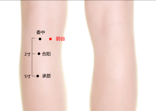 阴谷穴:滋肾阴温肾阳,调理肾气