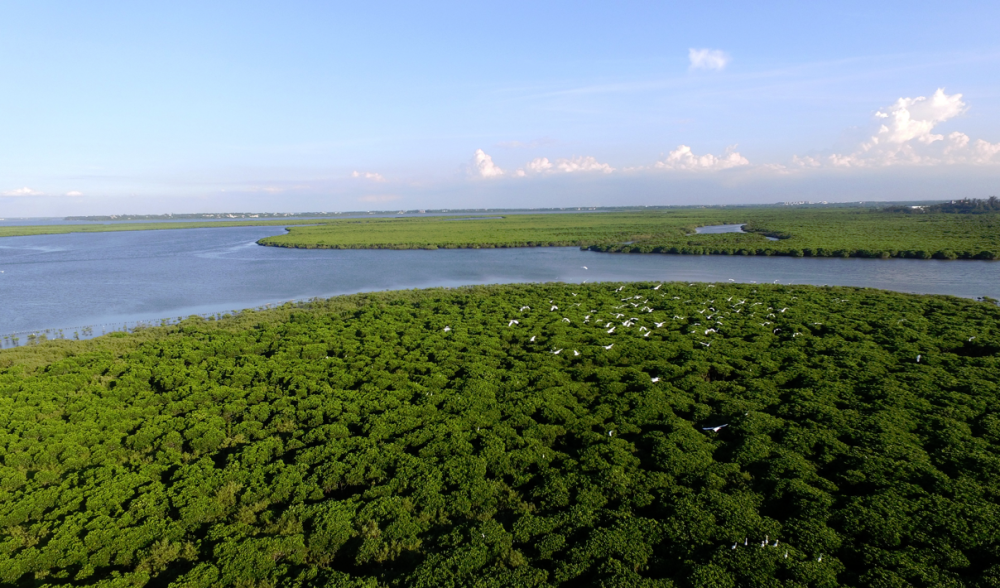 海南东寨港国际重要湿地--东寨港红树林湿地风光 摄影 冯尔辉《湿地