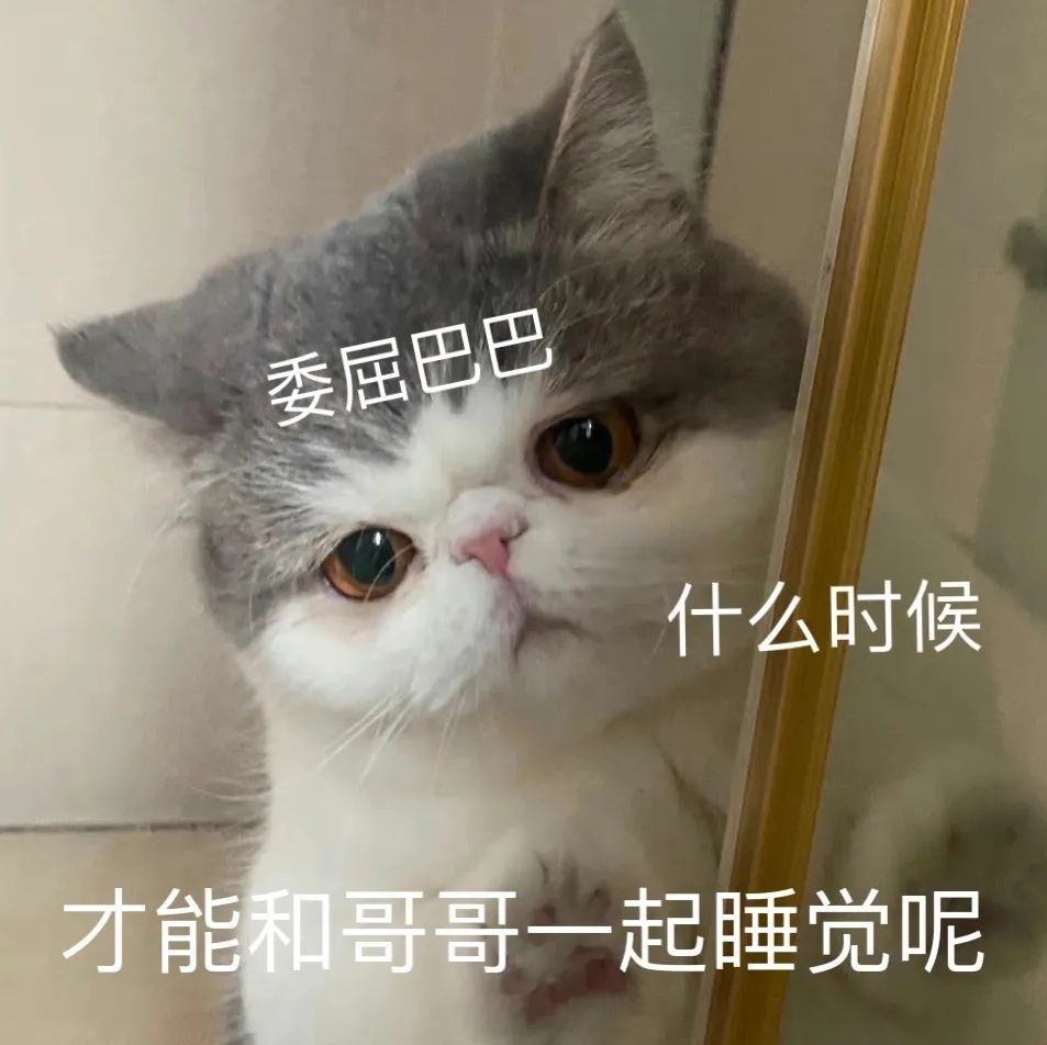 拿去撩臭宝的猫咪表情包