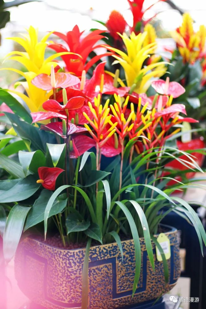 顺德大良花市2022