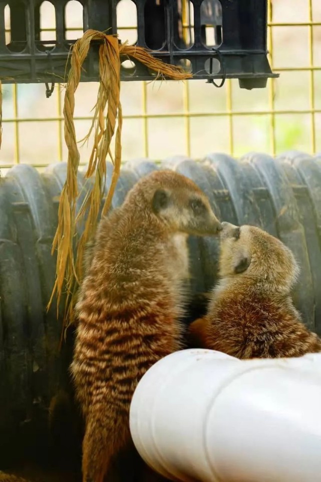 打洞怪出沒丁滿來武漢動物園啦