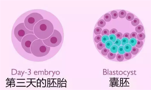取卵后第3天进行胚胎移植,或移植培养到第5天的囊胚