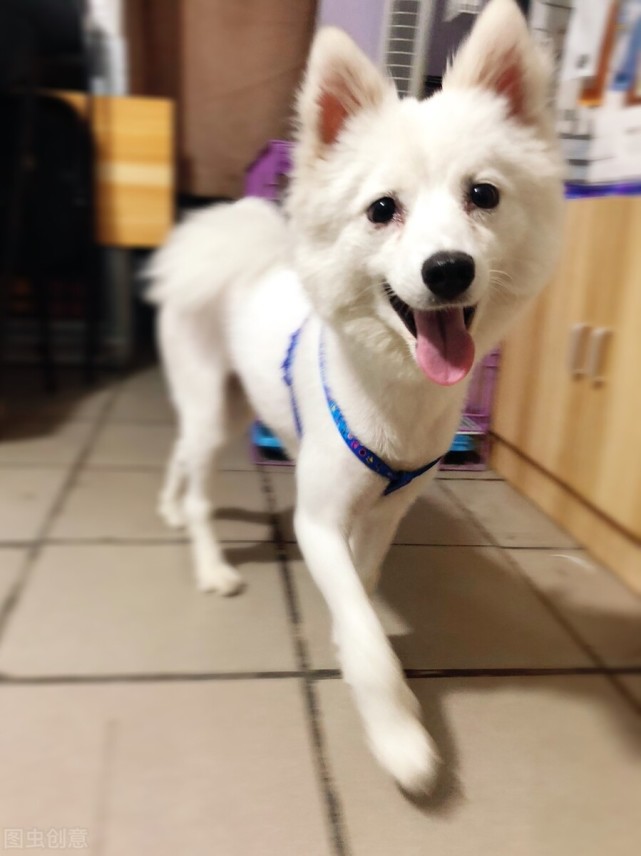 银狐犬的体重一般是在20公斤以下,体型是娇小