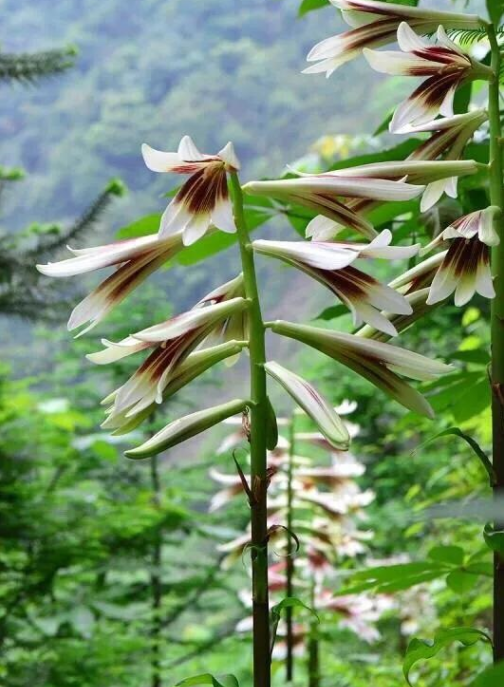 1,分布地域不同:云南大百合主要分布在西南地区的云南和四川,大百合则