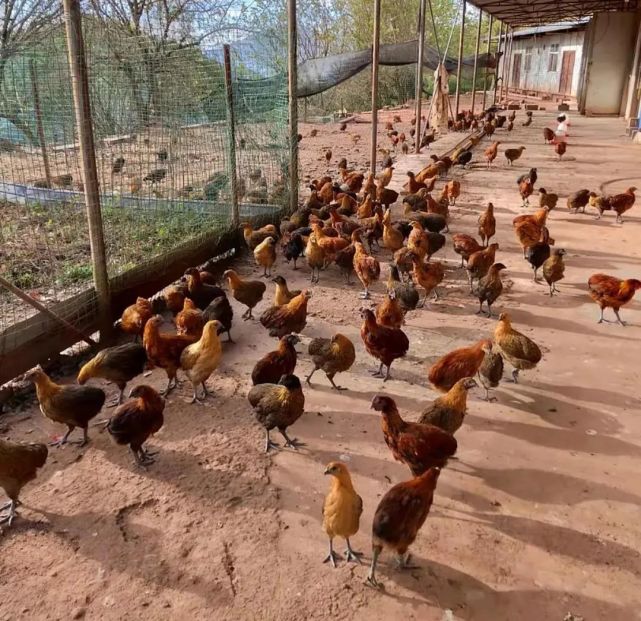 田坝乡壮大瓢鸡产业助力乡村振兴