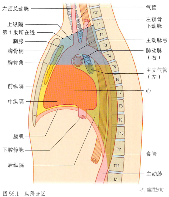 解剖丨胸部(膈肌,纵隔)