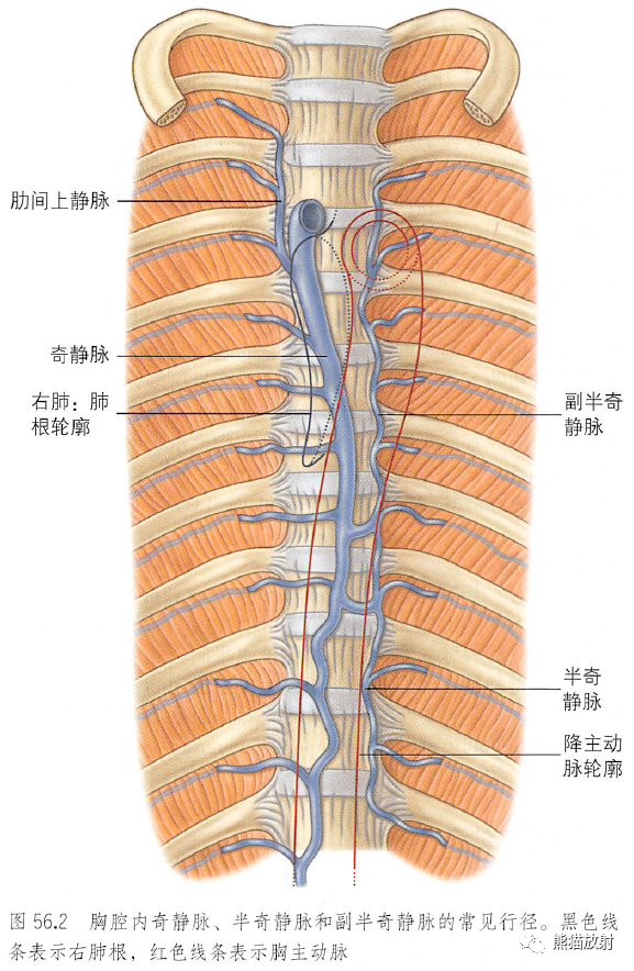 解剖丨胸部(膈肌,縱隔)