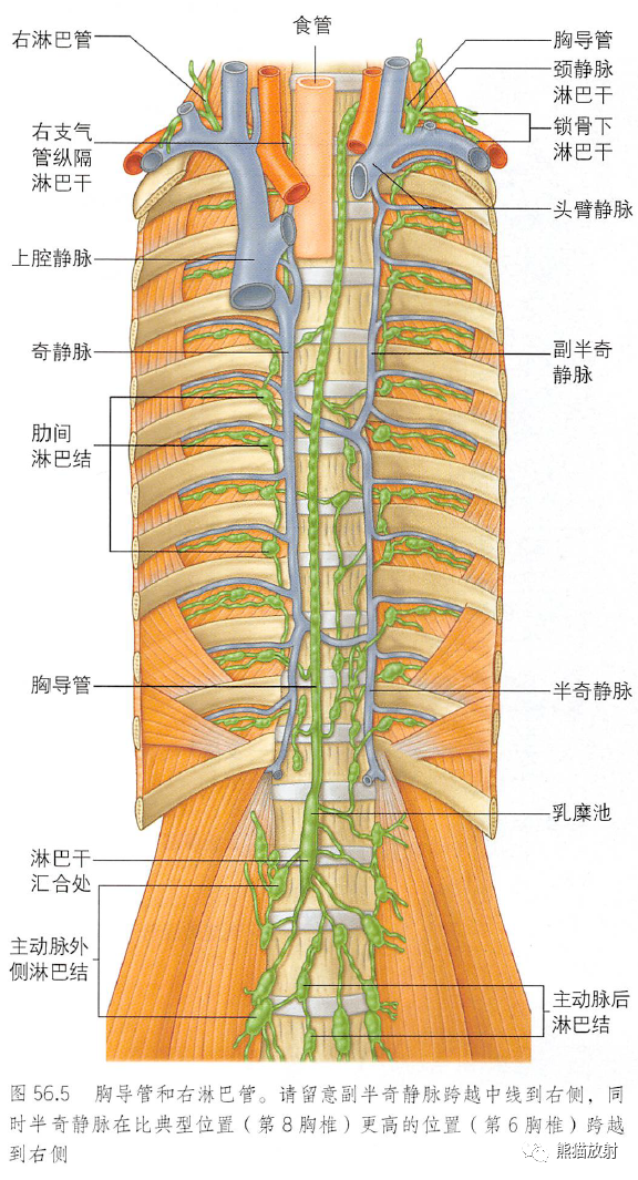 解剖丨胸部(膈肌,縱隔)