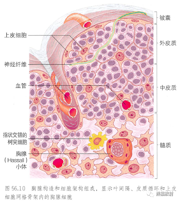 解剖丨胸部膈肌縱隔