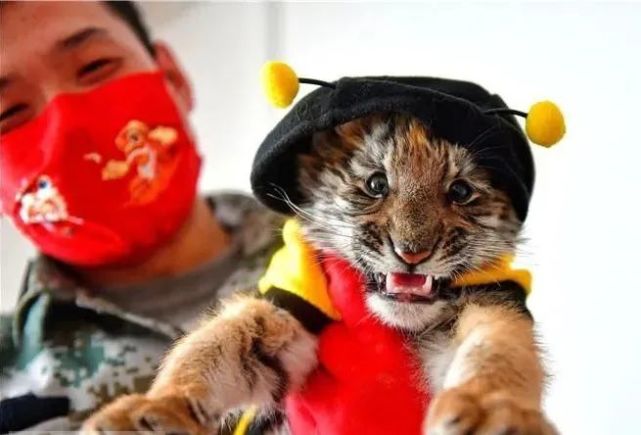 虎哥虎妹!王城公园喜添两只华南虎幼崽!