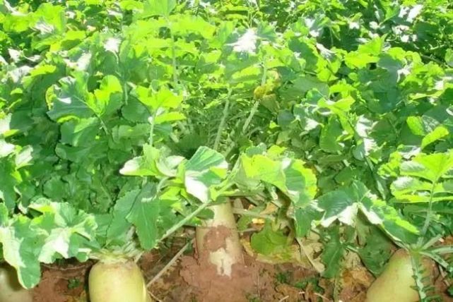 早春温室白萝卜的高产栽培技术