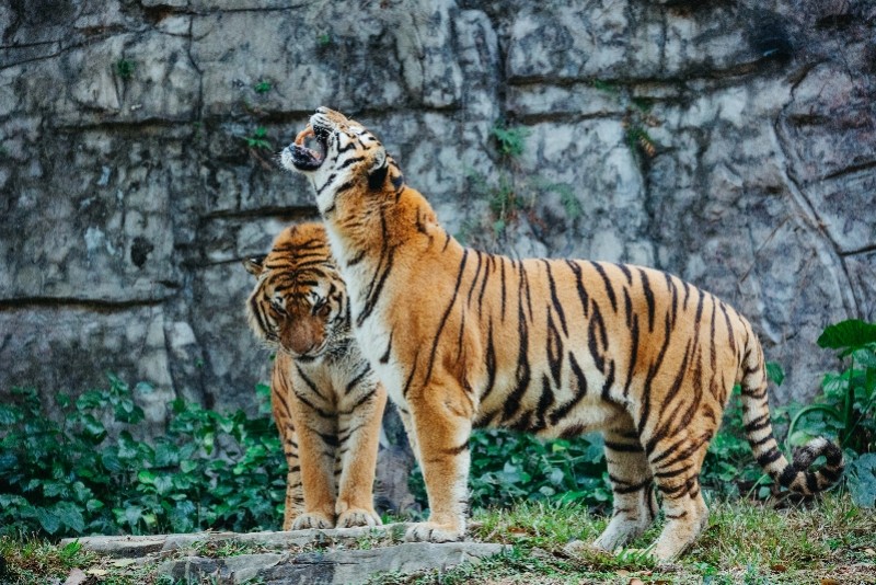 虎力全开打卡广东这五个点可以集虎福