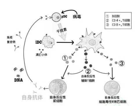 自身免疫性疾病与自身抗体
