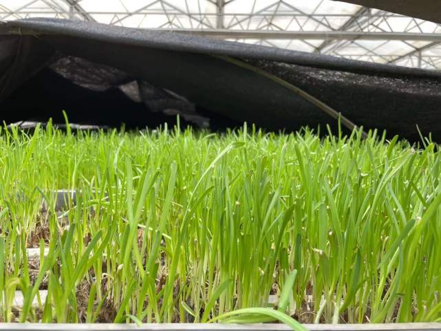 绝迹已久的"尖货"老北京青韭试种成功,这个春节可供应市场