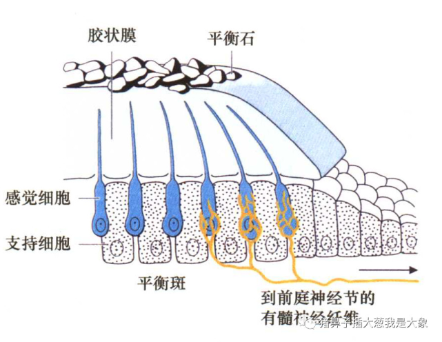 耳石症结构图图片