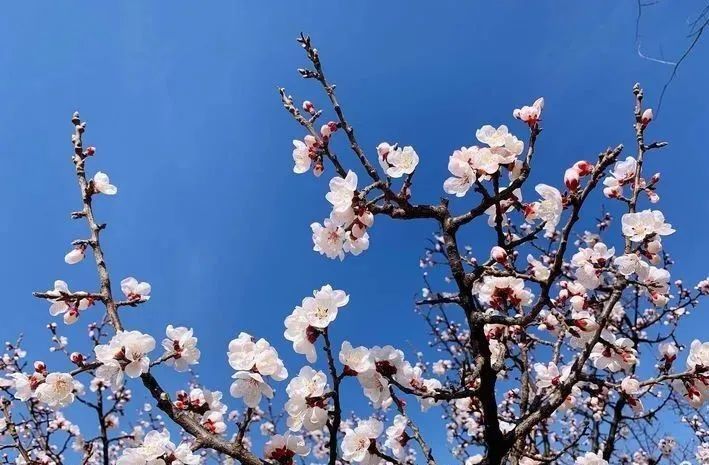 刘建勋僻谷花尤胜高天鸟不痕诗小辑