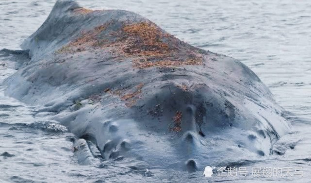 海鲸身上的藤壶图片