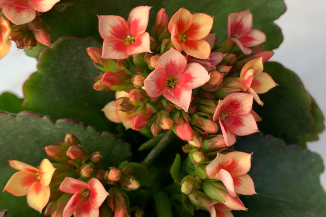 枫彩长寿花花瓣单瓣复色颜色鲜艳随着日照不同颜色有所不同