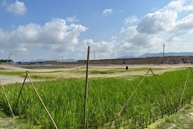 南繁|海水稻南繁基地今年首批防鳥網搭建完工