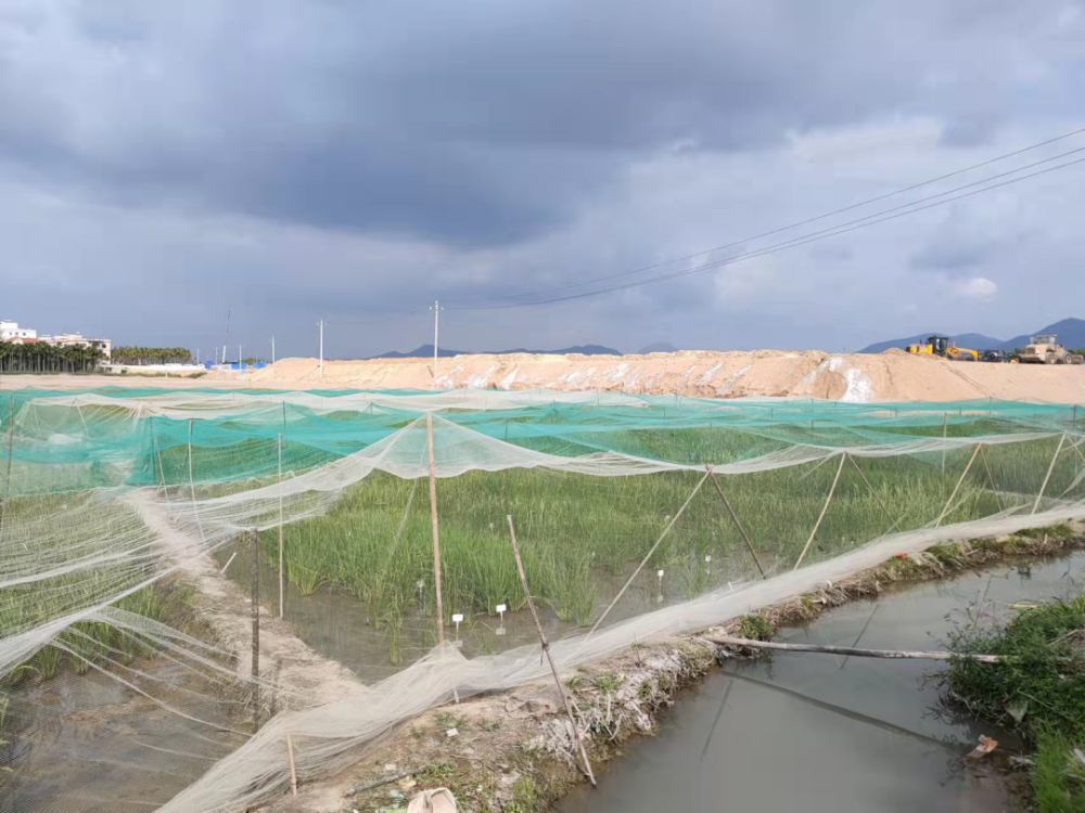 南繁|海水稻南繁基地今年首批防鳥網搭建完工