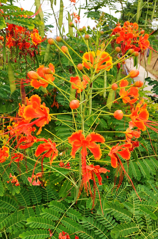 金鳳花的花朵,花型奇巧,花冠橙紅色,邊緣金黃色,如