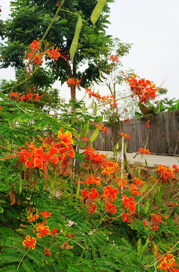 每日一花120金凤花恍疑平世凤来仪
