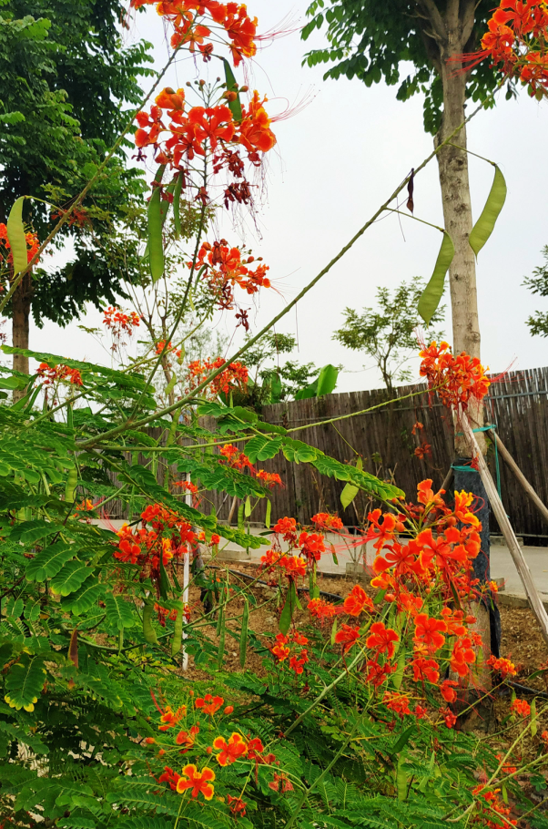 每日一花120金凤花恍疑平世凤来仪