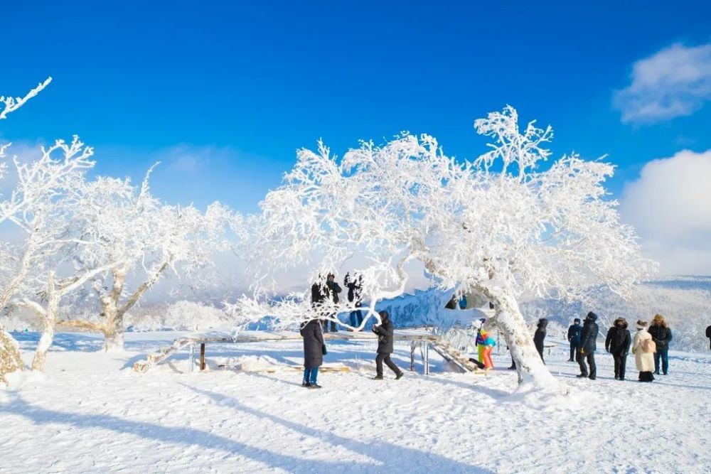 迎北京冬奥游龙江冰雪｜扔你入雪、纵身跳雪……在凤凰山雪还可以这么玩！网课高中生物谁讲得好