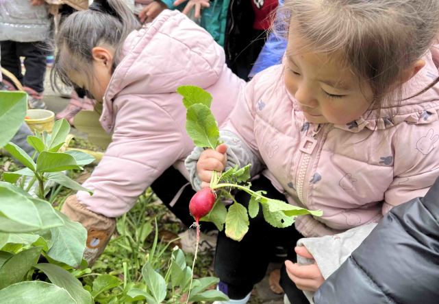 苏州市虎丘中心幼儿园校园开辟种植园地亲手种的萝卜成熟啦