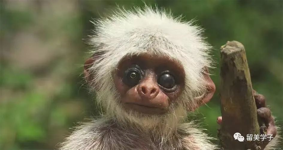 它是一只"间谍小猴",是英国bbc电视台派出的密探.