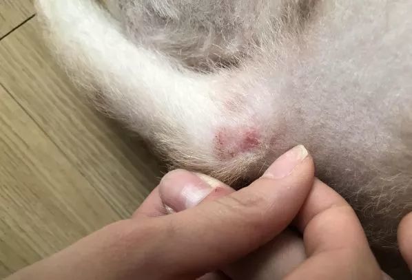 羊身上长脓包面要治吗怎么治