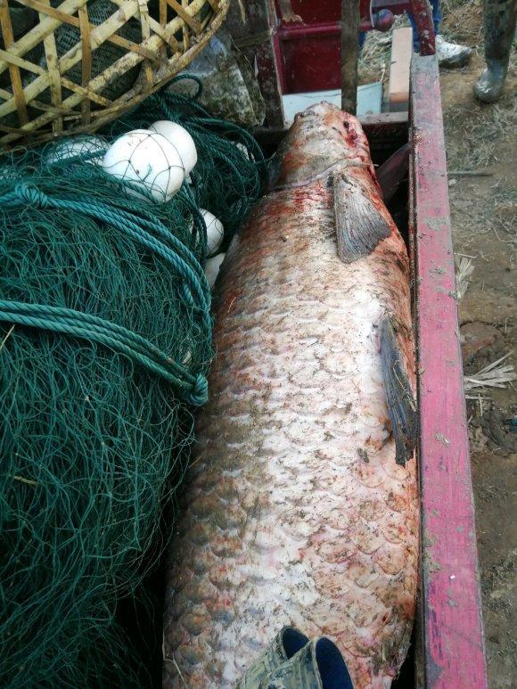 男子回家捞起"巨型"青鱼,三轮车差点装不下,网友:为啥不钓?