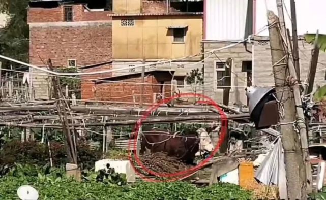 福建一疯牛连续撞车撞人特警连开3枪成功消除安全隐患