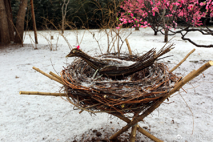 儋州市侨植农场而至市民雪景控阳性疾初雪