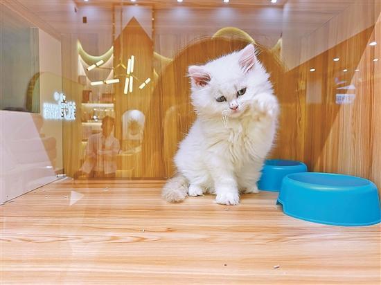 宠物寄养服务开始预订春节期间费用普涨510