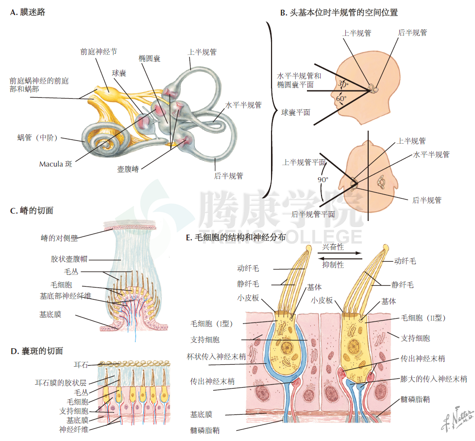 神经解剖学前庭感受器