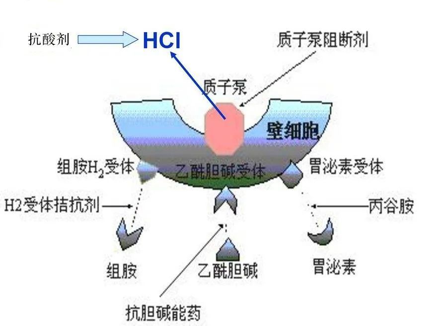 内脏|抑酸治疗_腾讯新闻