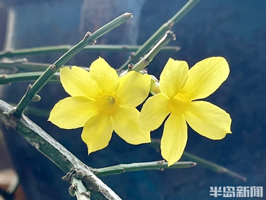 据介绍,这株迎春花以前都是在每年的2月中旬才开,今年竟然提前了近一