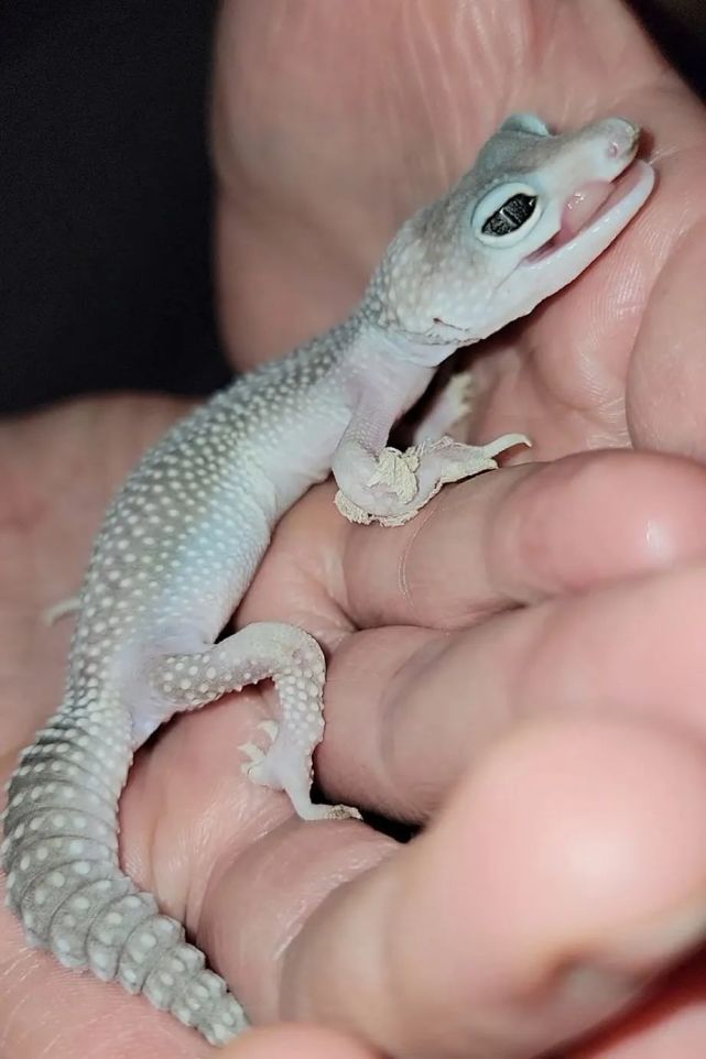 豹纹守宫身体"薄如纸片",爱心救助四十七天蜕变成"天使"!