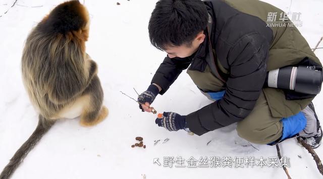 野生金丝猴好奇围观科研人员金丝猴注意文明观人