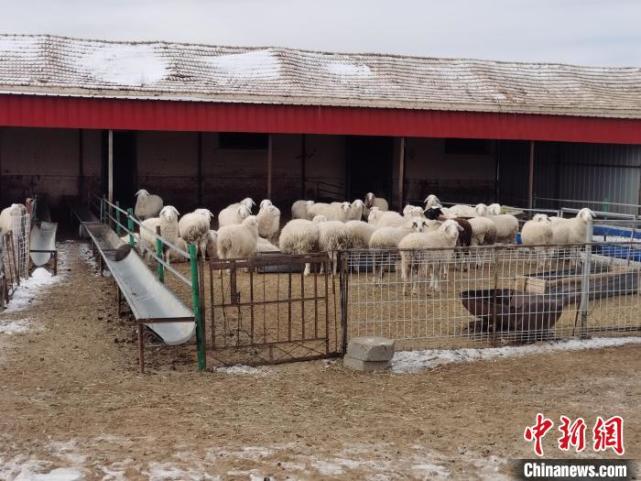 北方乡村农民找到“致富秘密” 养羊发“羊”财_腾讯新闻