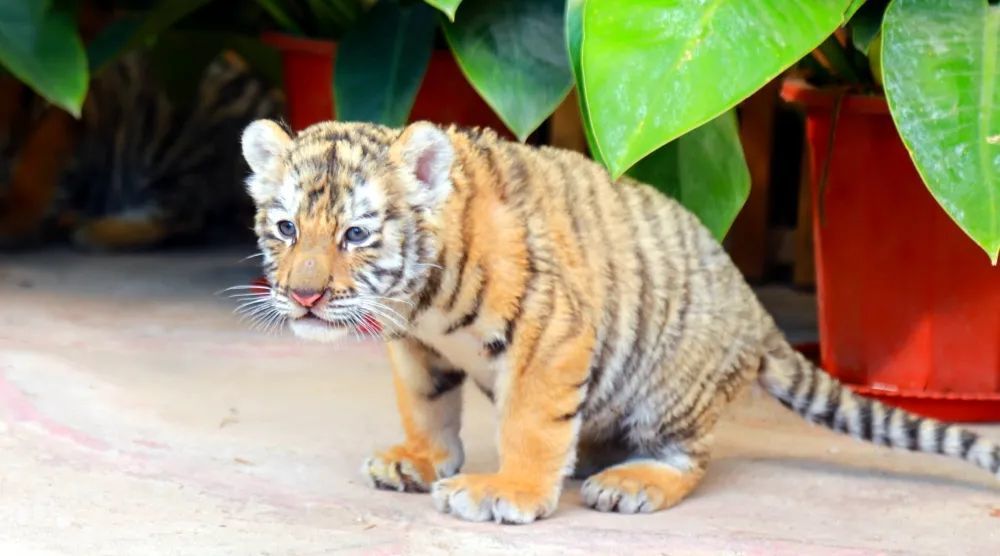 春节来这里吧,5只萌虎宝宝约你来赏玩_腾讯新闻