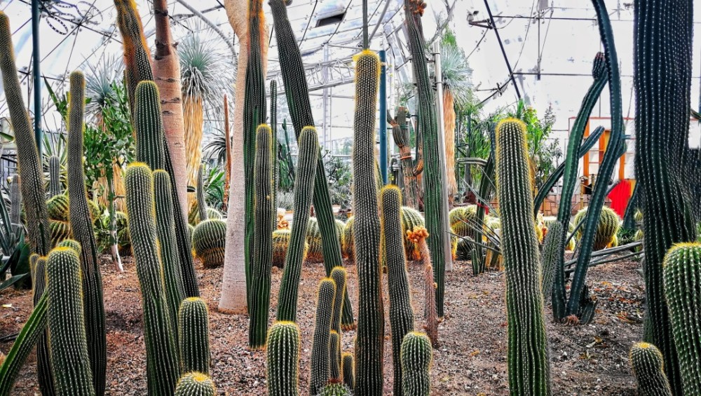 北京2大溫室植物園深藏千種珍稀花草其中1個末代皇帝當過園丁